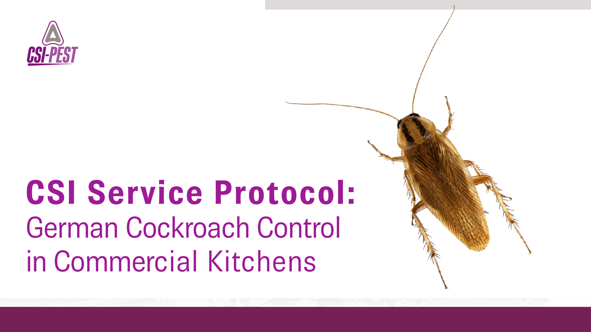 Cockroach Injection Protocol Pest | Control Solutions Inc.