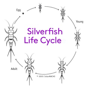 silverfish-metamorphosis-2