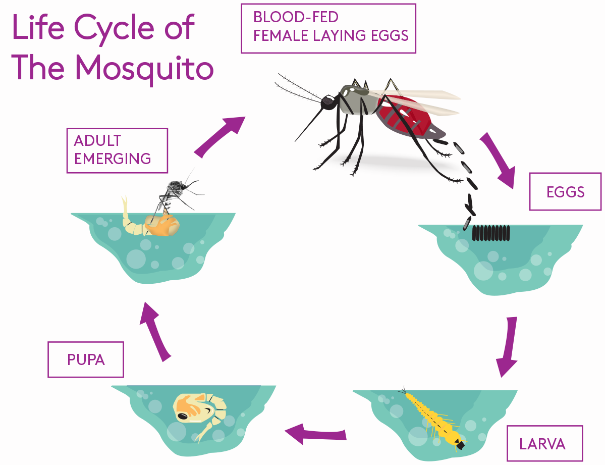 mosquito-life-cycle