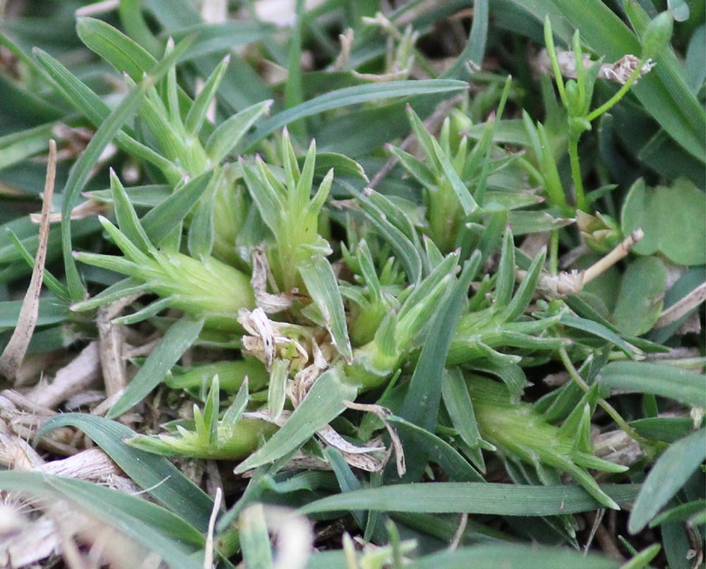 Brown M, Chong J. Biology and Management of Bermudagrass Mite. Clemson (SC): Clemson Cooperative Extension, Land-Grant Press by Clemson Extension; 2021 Jun. LGP 1112. https://lgpress.clemson.edu/publication/biology-and-management-of-bermudagrass-mite/.