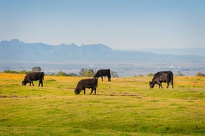 fall beef cattle CA