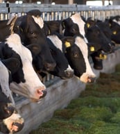 dairy-cattle-cropped-lr