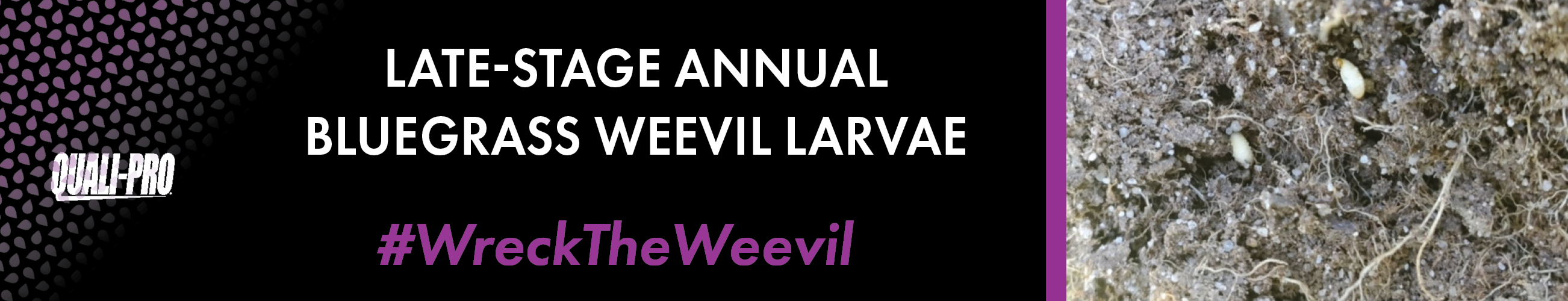 ABWLate_stage_graphic