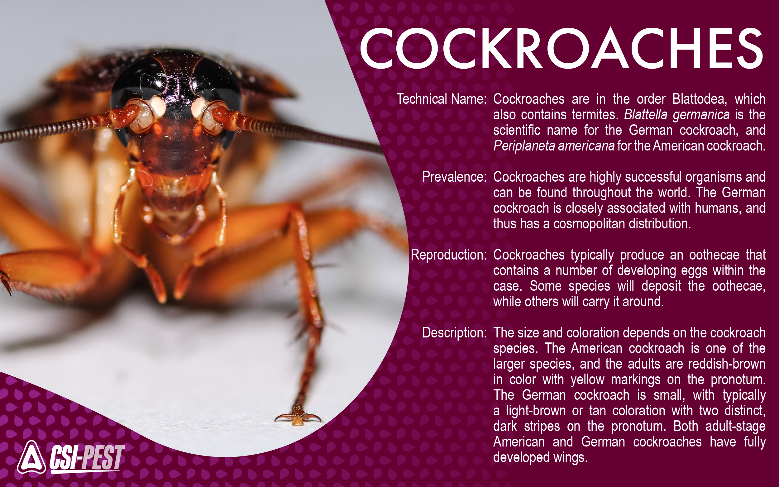 A Closer Look at Cockroaches