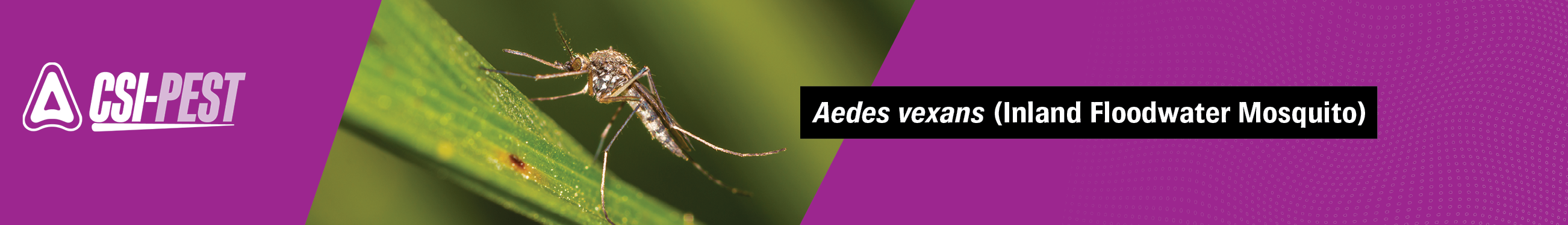 Aedes vexans-Inland Floodwater Mosquito