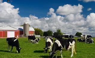 Barn-and-animals-AS_316312938-rs