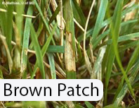 Brown-Patch