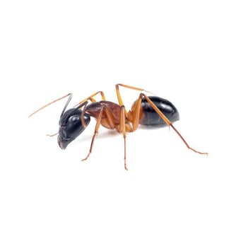 Camponotus_consobrinus_ant-banded_sugar