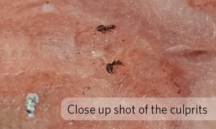 Carpenter Ants Up Close