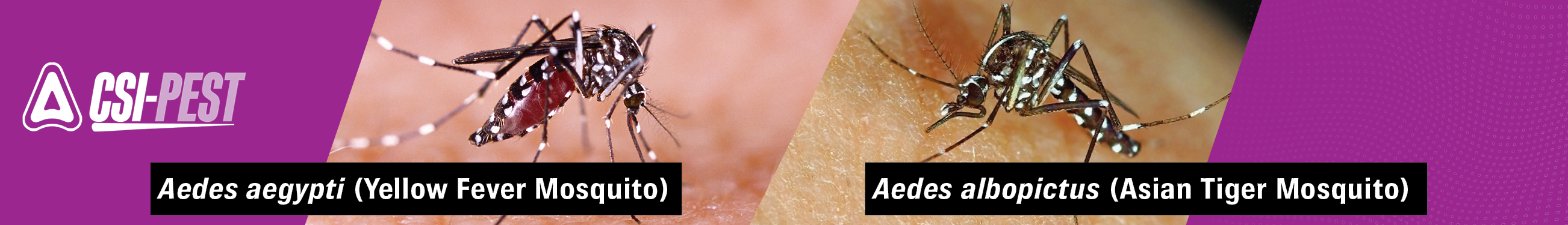 Container breeding -Aedes albopictus-Aegypti