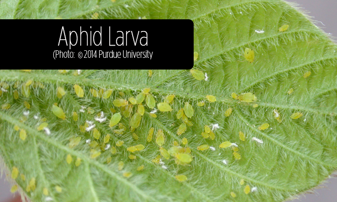 Aphid Larva
