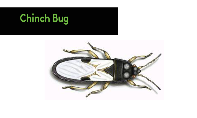 chinch bug