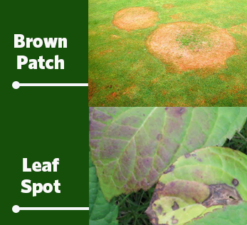 brown patch and leaf spot