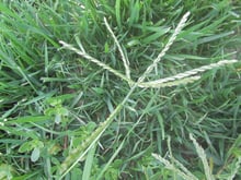 Crabgrass Example