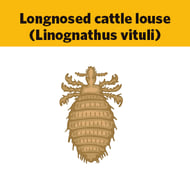 longnosed cattle louse