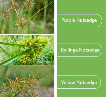 Kyllinga, Yellow and Purple Nutsedge