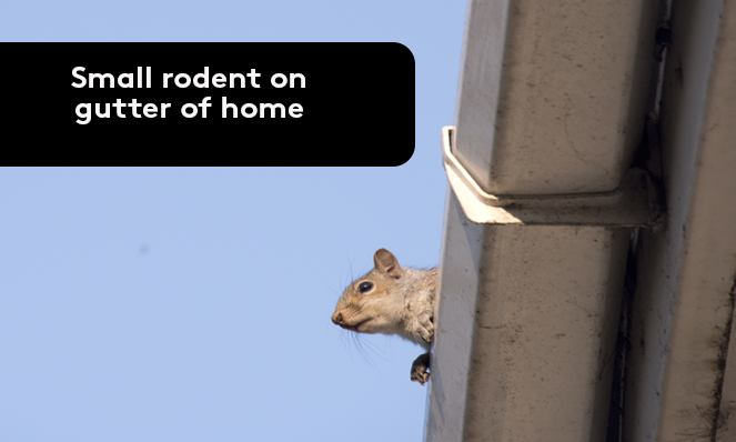 Small rodent on gutter of home