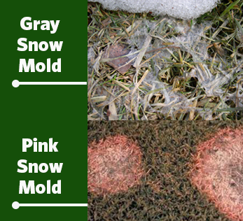 pink and gray snow mold