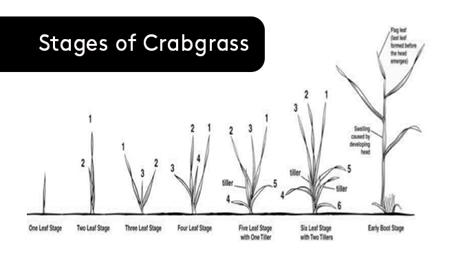 Stages of Crabgrass