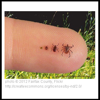 Different tick sizes on a finger
