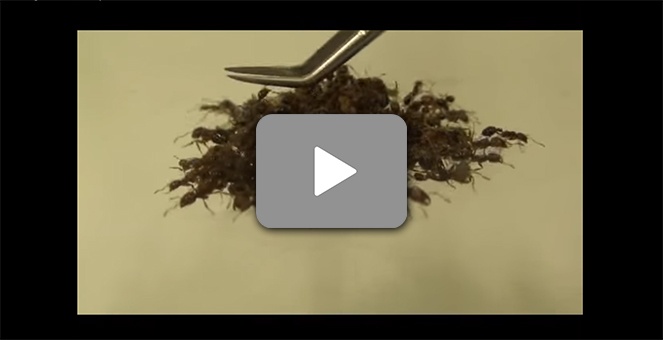 Fire-Ant-Video-Screenshot