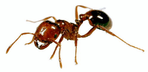 Fire-Ant
