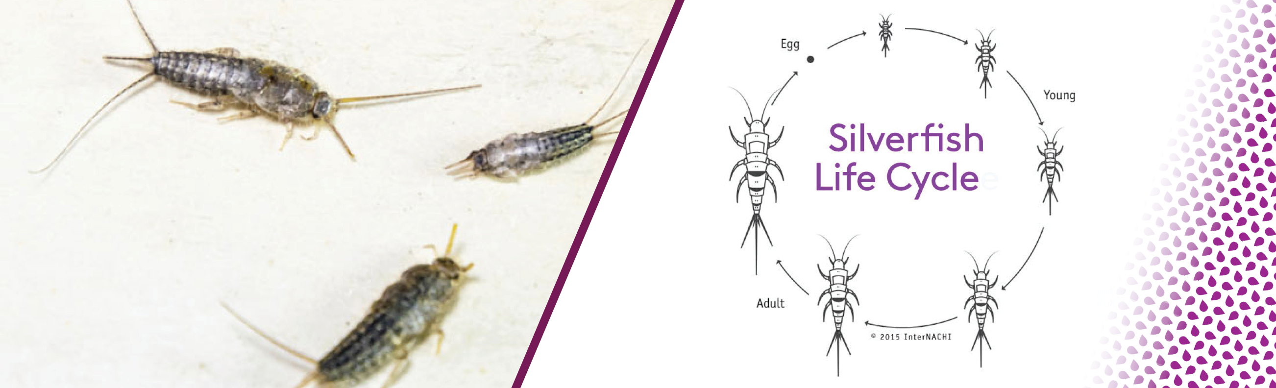 Graphic Silverfish lifecycle