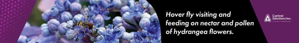 Hover fly graphic-1