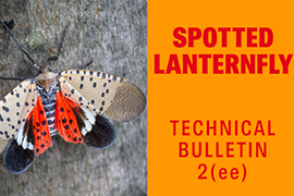 MartinsSpottedLanernFly-2ee-thumbnail