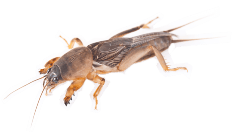 Mole-Crickets