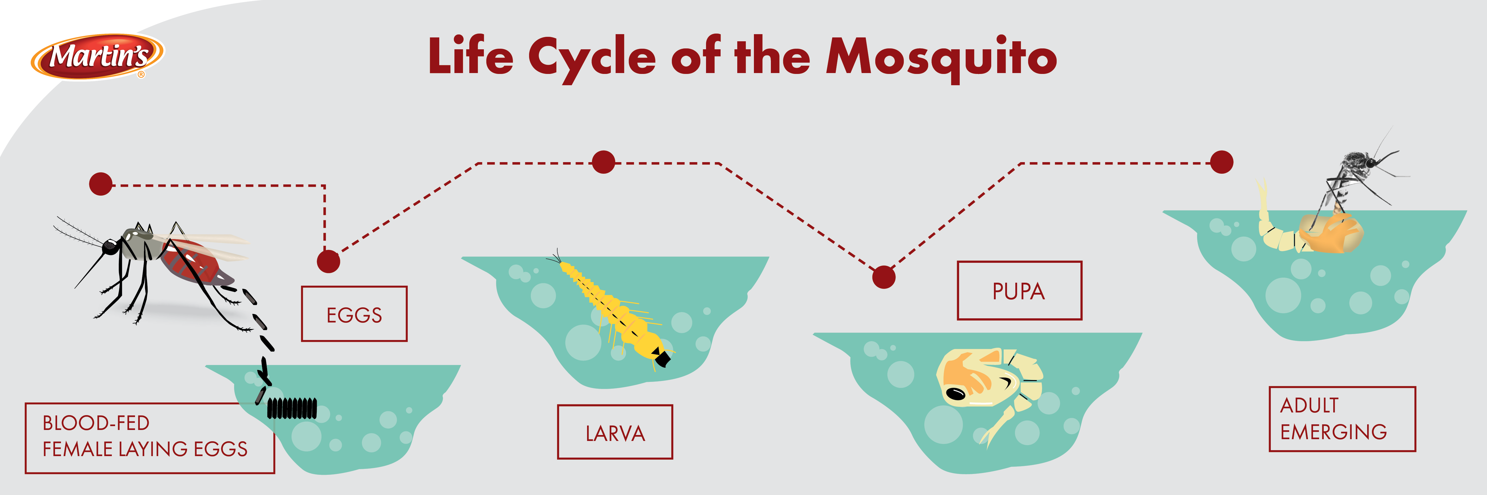 Mosquito Lifecycle_graphic
