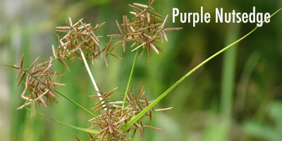 Purple-Nutsedge
