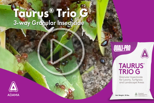 QP-Taurus Trio G-2