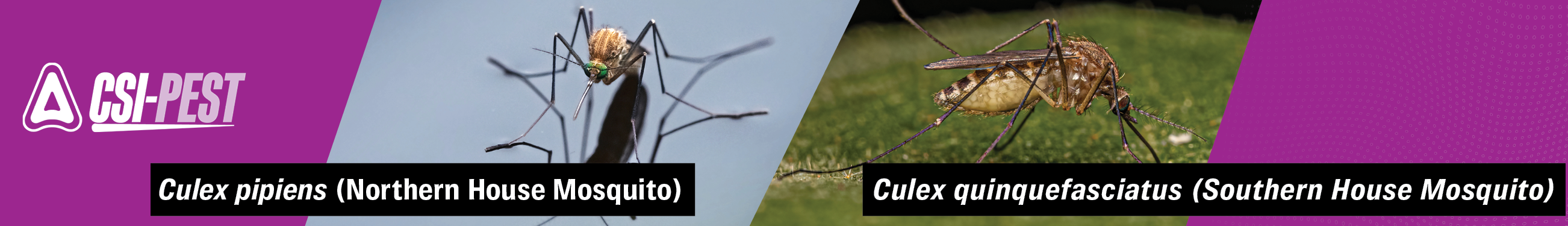 Stagnant water-Northern-Southern House Mosquitoes