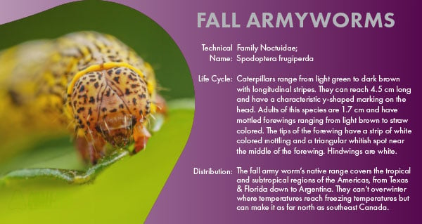 A Closer Look at Fall Armyworms