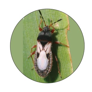 ABW photo for blog_chinchbug.