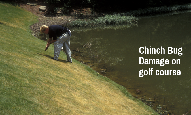 chinch-bug-damage-on-golf-course
