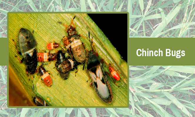 chinch-bugs