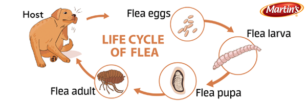 flea_life_cycle.BLOGgrphic