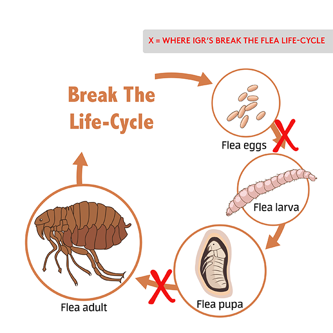 Image showcasing What are Insect Growth Regulators (IGRs) and how do they work?