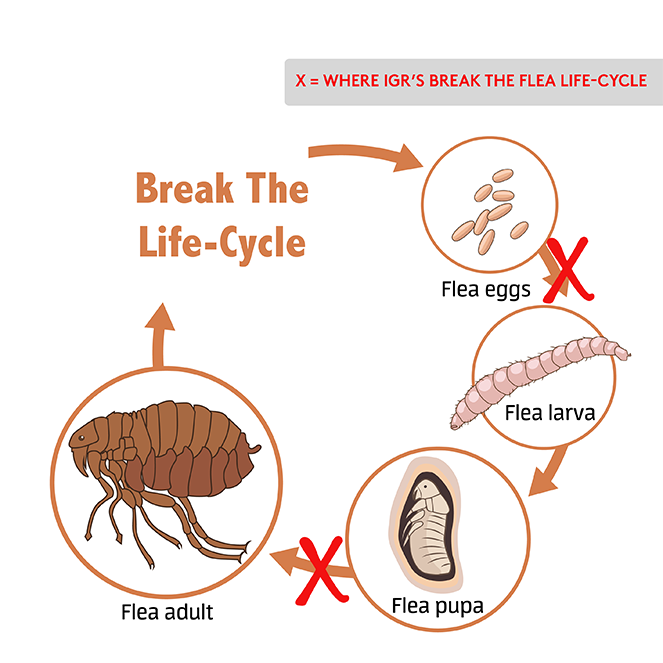 Flea Life Cycle Illustration