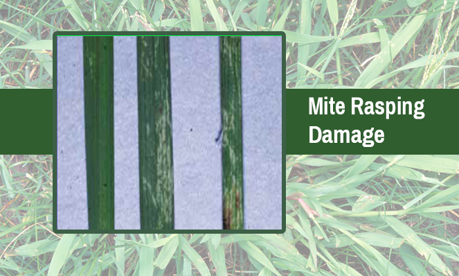mite-rasping-damage