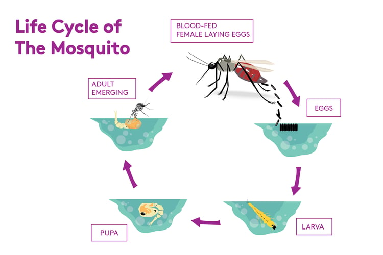 mosquito life cycle