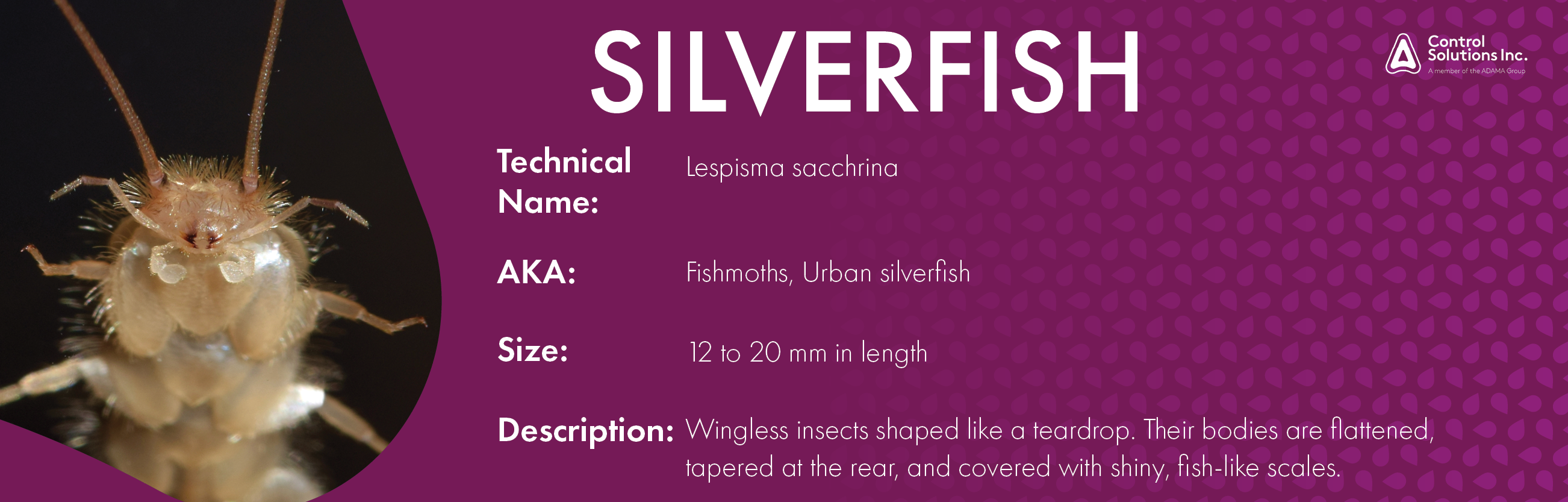 Facts About Silverfish You Won't Believe