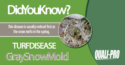 Gray Snow Mold Identification