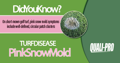 Pink Snow Mold Identification