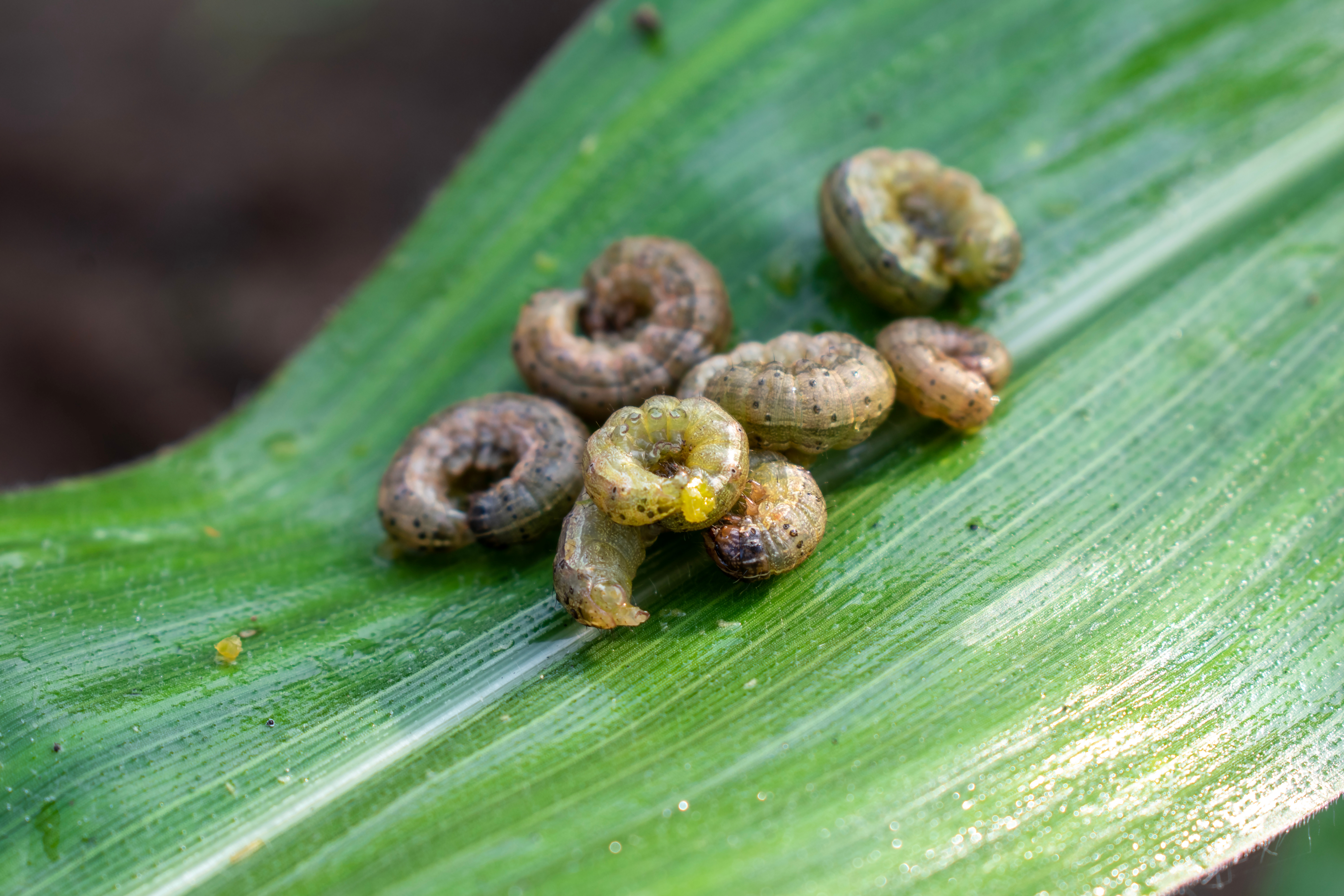 Fall Armyworm Hd A Closer Look at Fall Armyworms