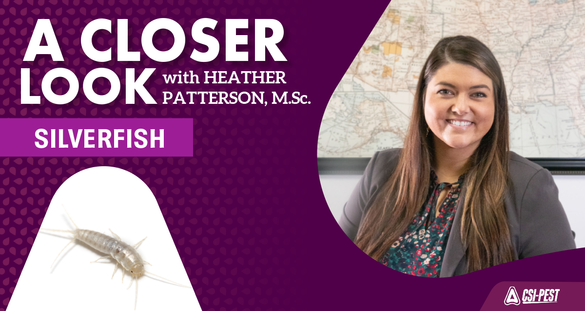 A Closer Look at Silverfish