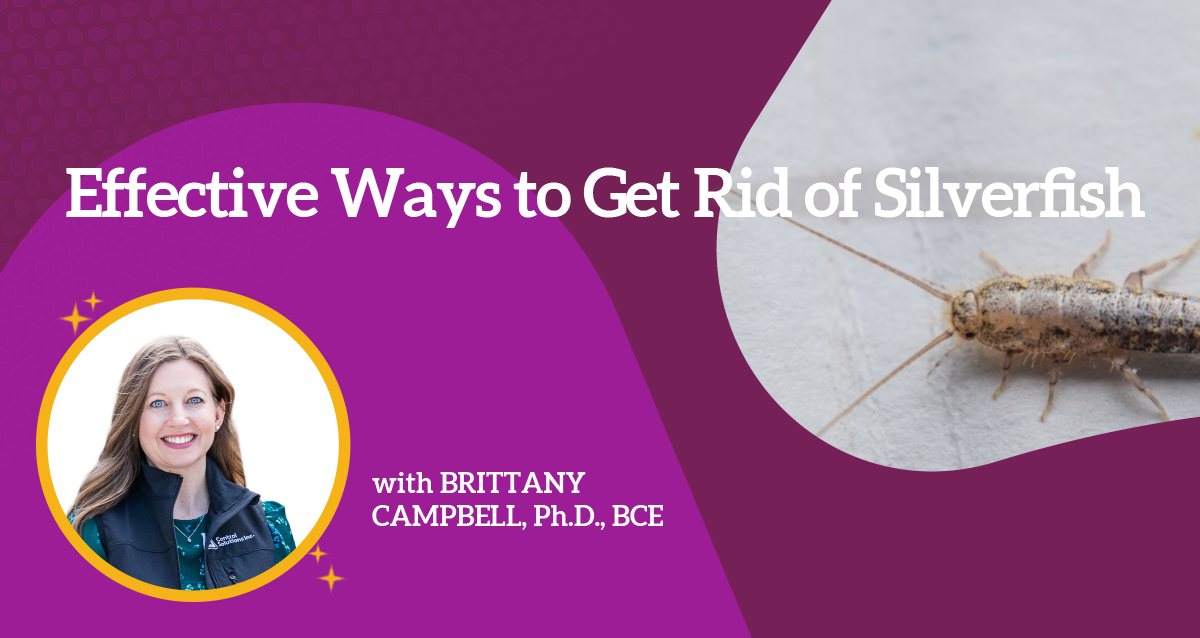 Effective Ways to Get Rid of Silverfish