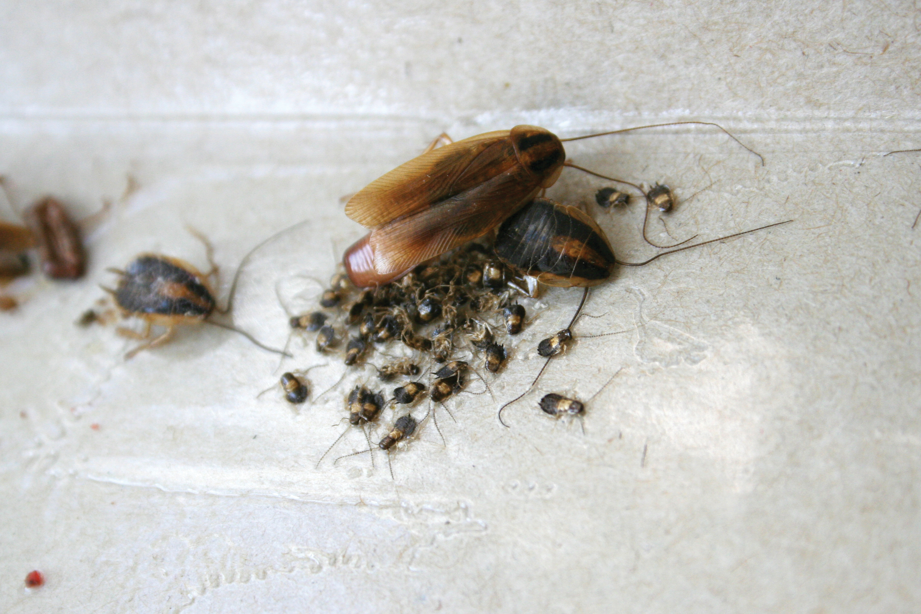 csi-pest-cover-german-